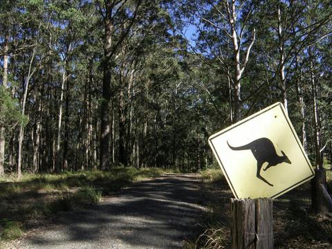 Mt Royal camping area is within a wildlife refuge