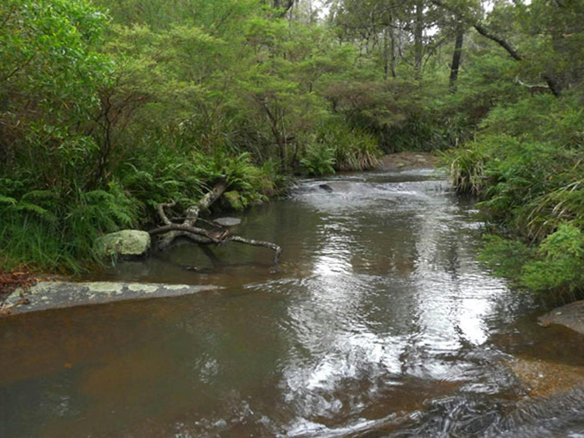 Chaelundi Campground, Guy Fawkes River National Park. Photo: NSW Government