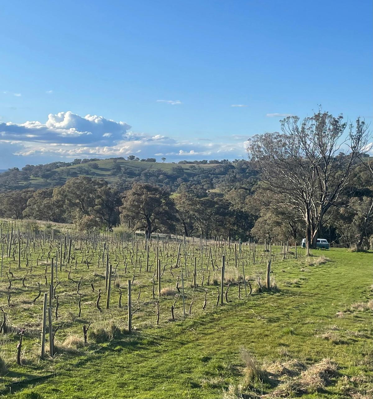 camping vineyard