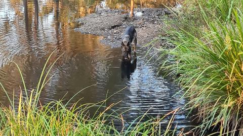 Creek camping at Dryland