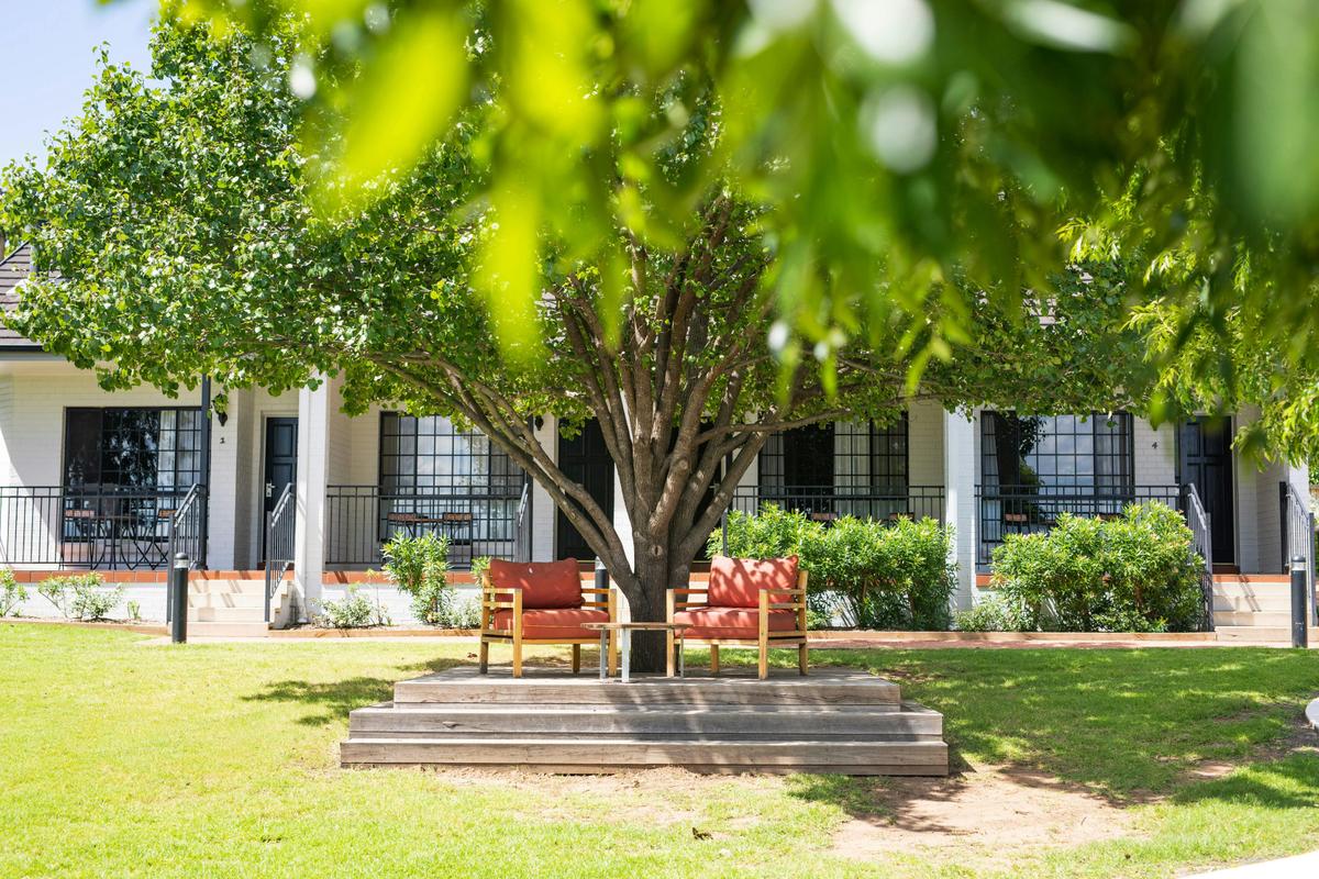A towering tree with a wide spread of leaves, alongside two weathered chairs placed in the refreshin