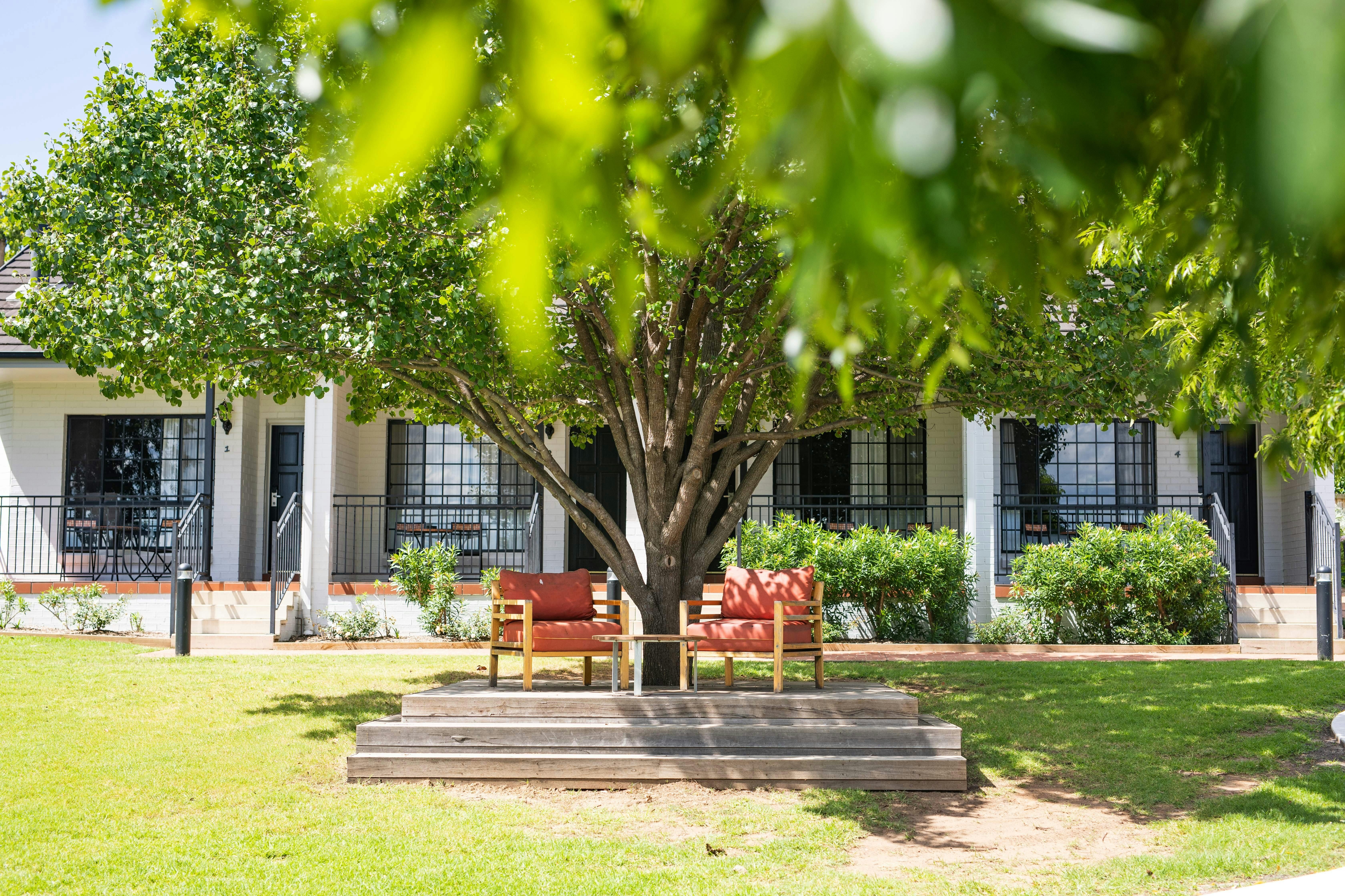 A towering tree with a wide spread of leaves, alongside two weathered chairs placed in the refreshin