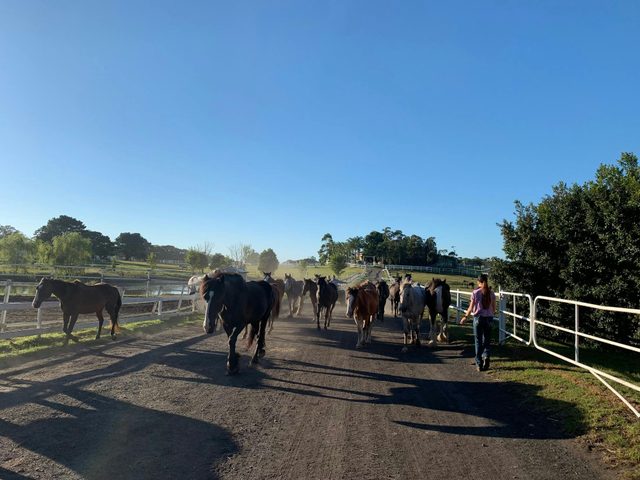 Darkes Forest Riding Ranch