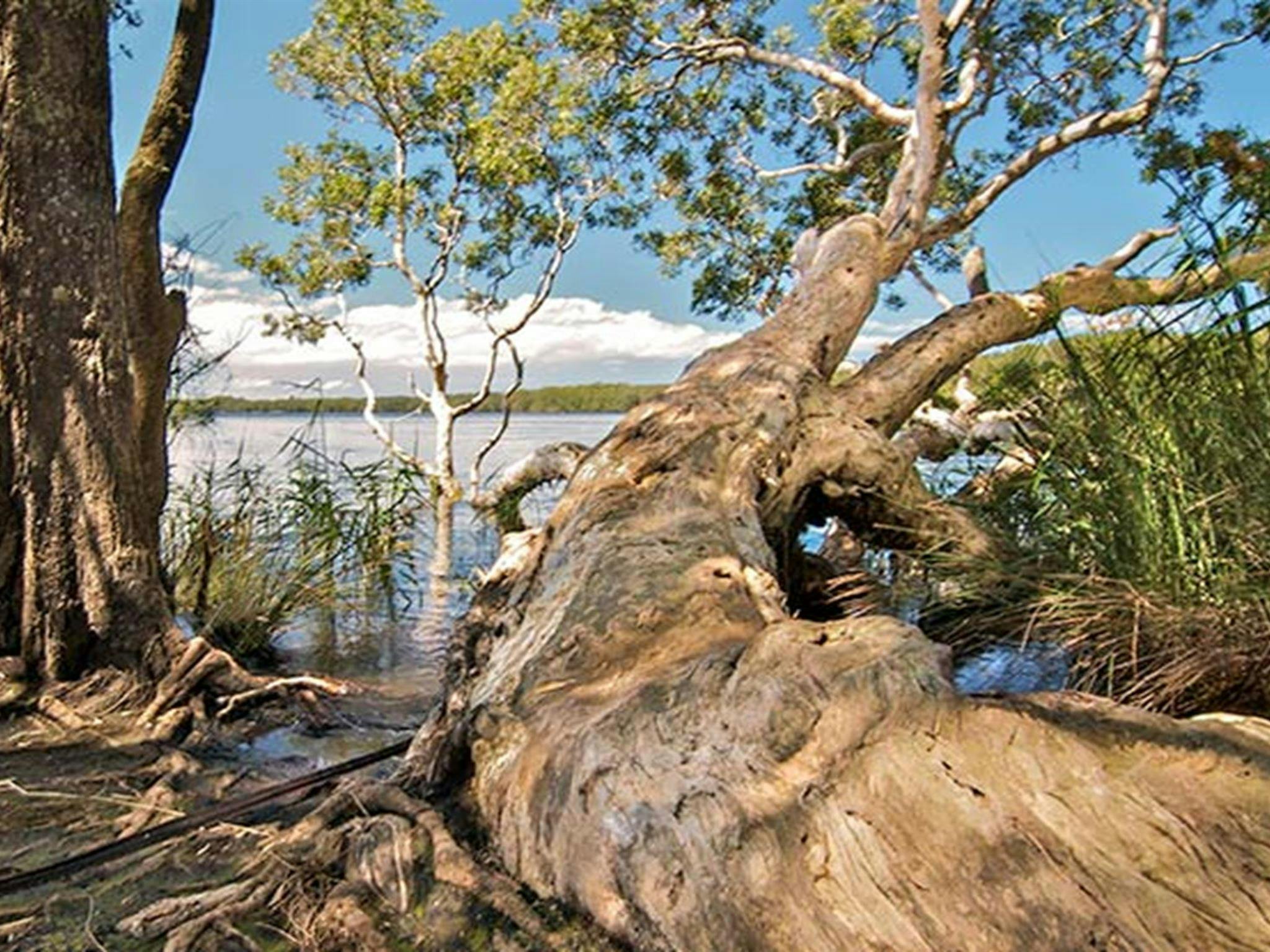 Dees Corner campground, Myall Lakes National Park. Photo: John Spencer/NSW Government