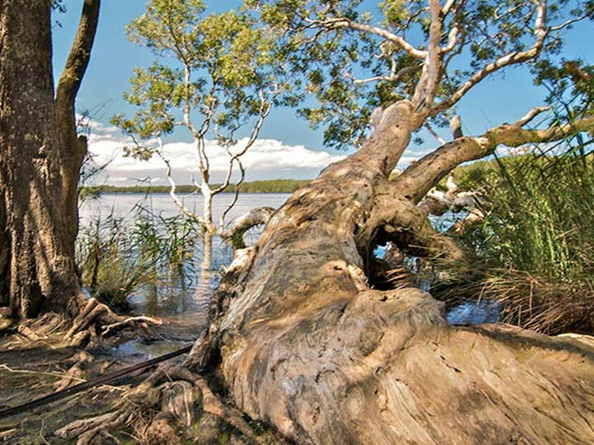 Dees Corner campground, Myall Lakes National Park. Photo: John Spencer/NSW Government