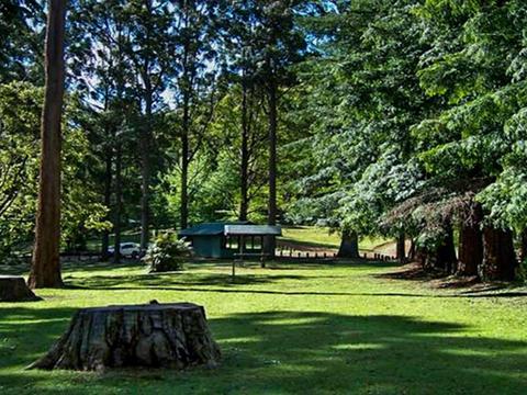 Dingo Tops campground
