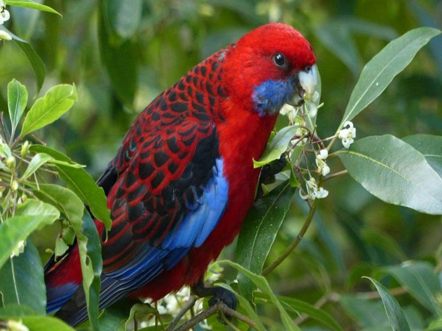 Dungog Area Birding Route