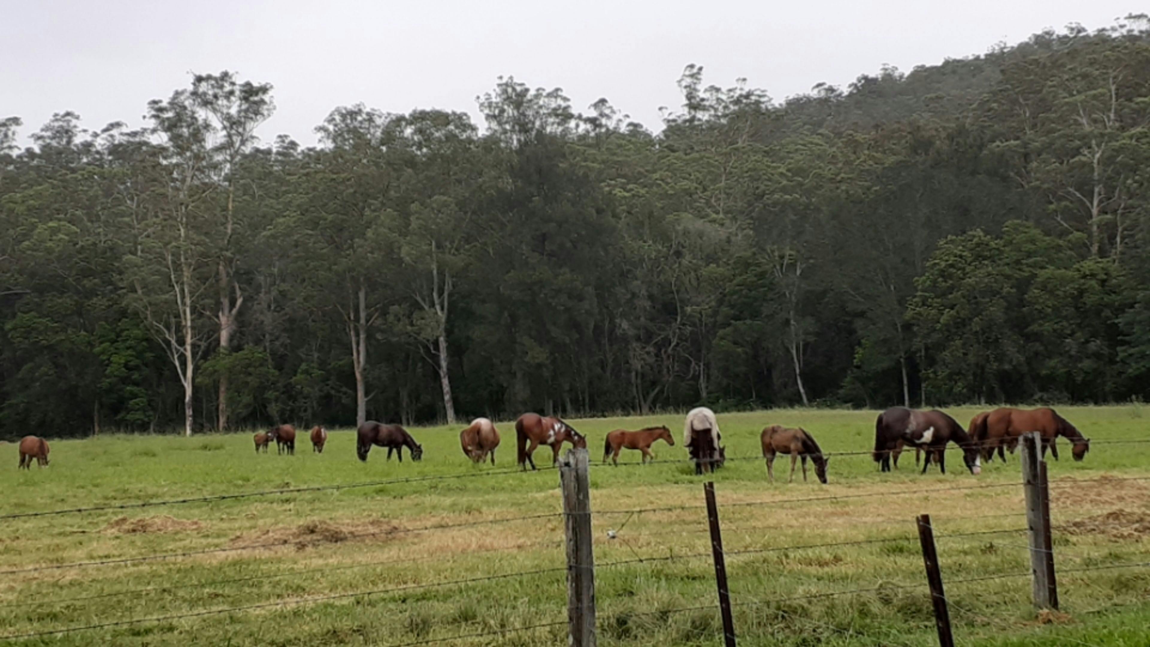 Across the paddock residents