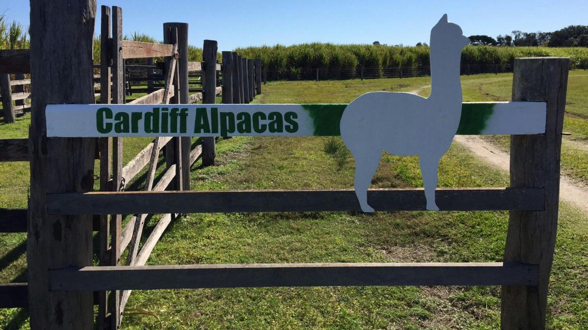 Cardiff Alpacas