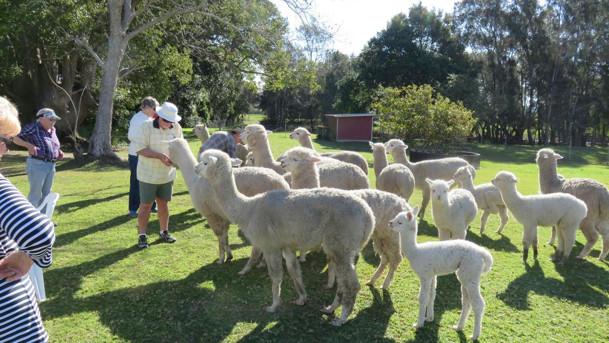 Cardiff Alpacas