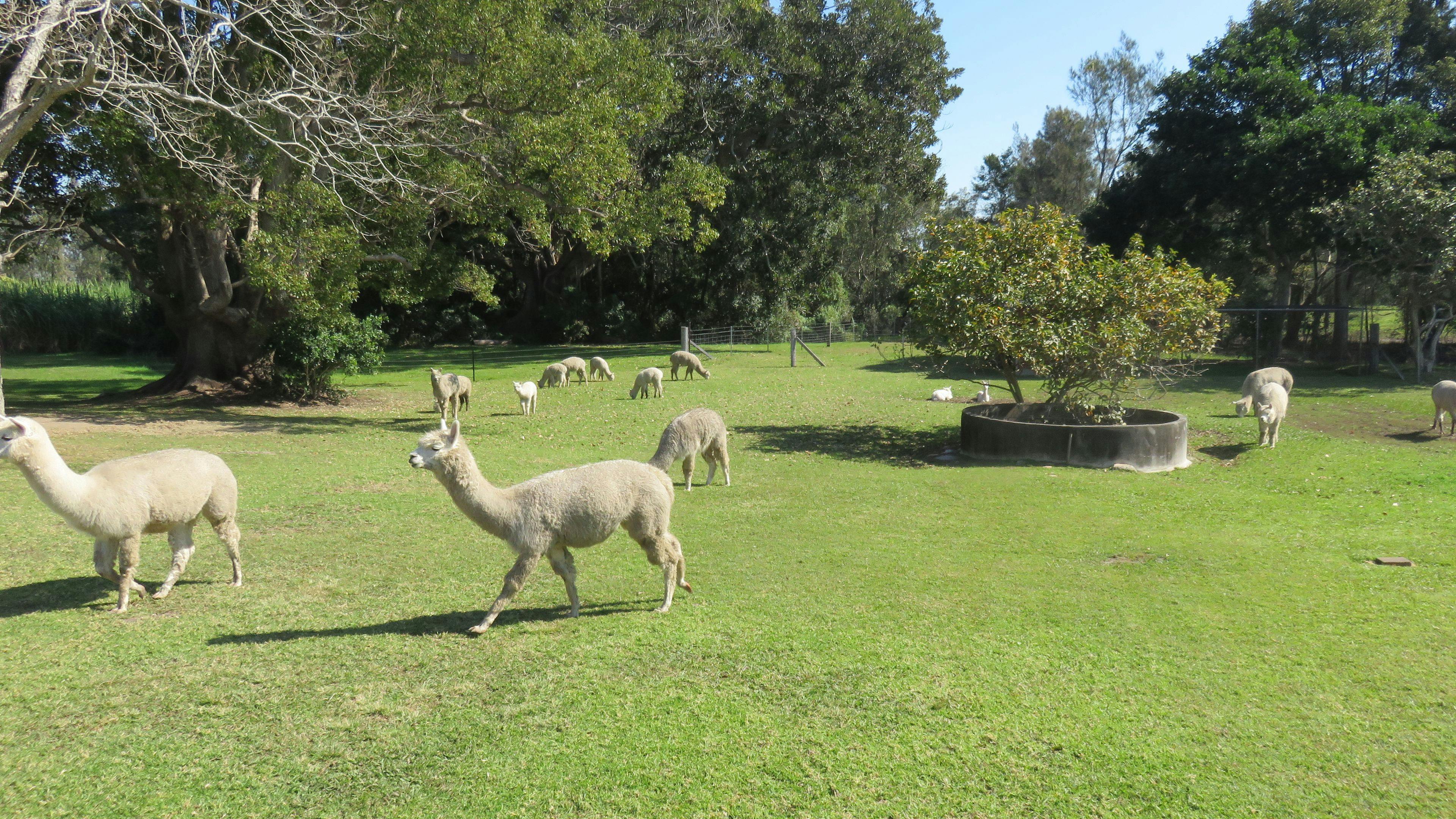 Cardiff Alpacas