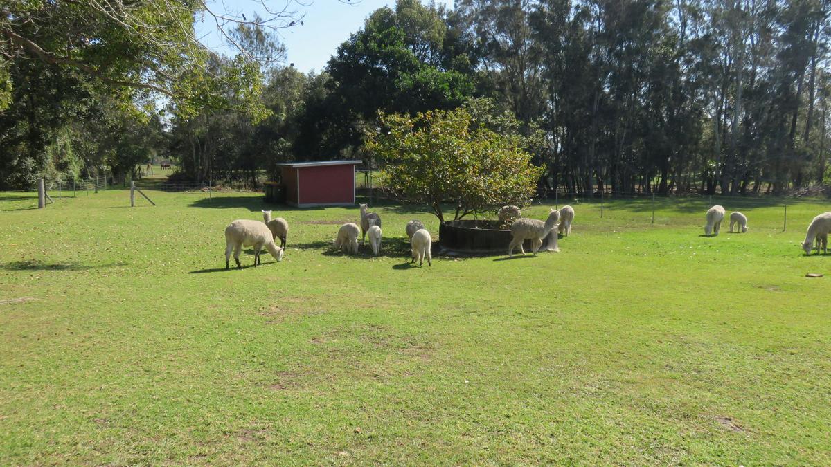 Cardiff Alpacas