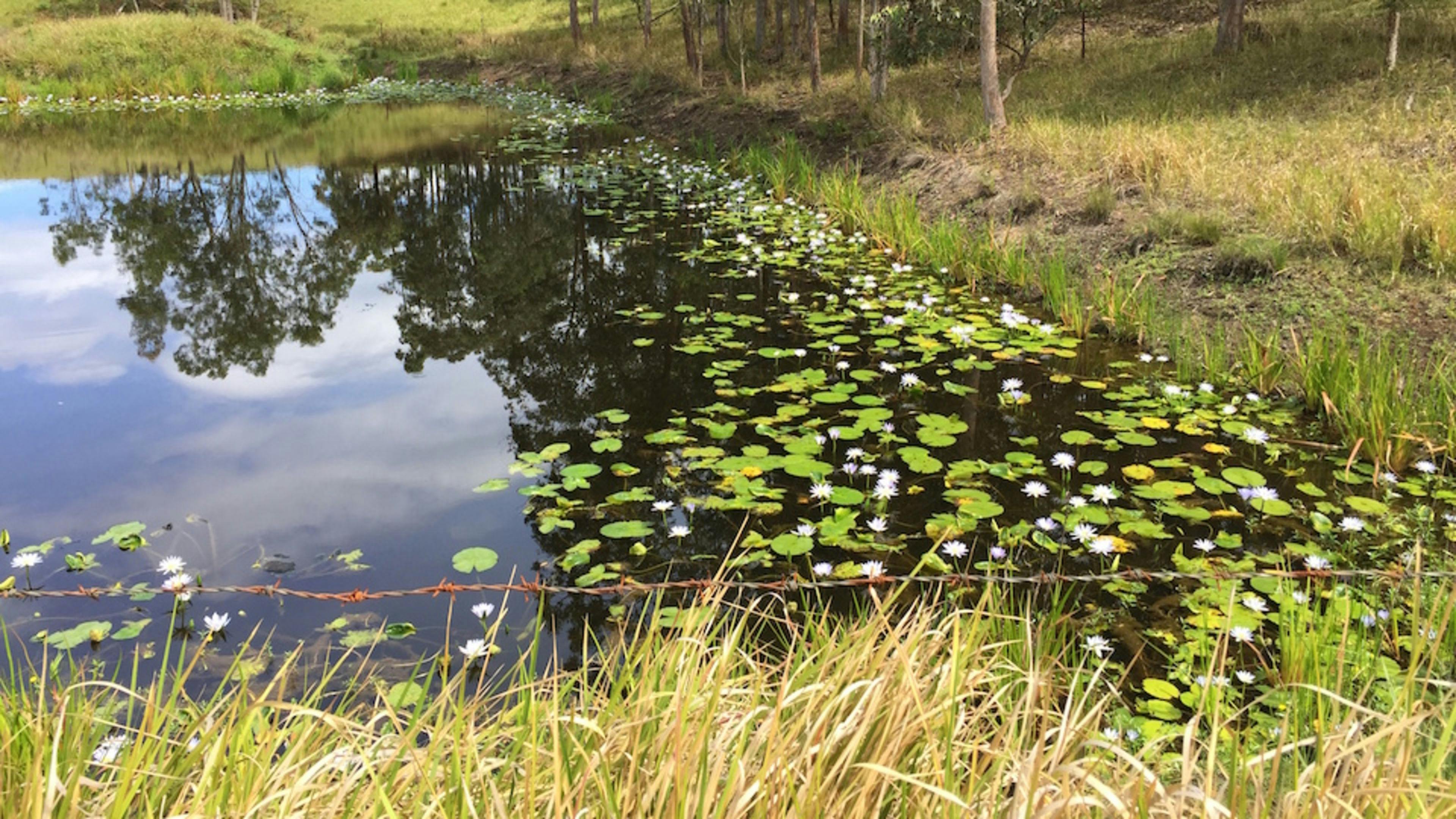 Lily Dam looking lovely!