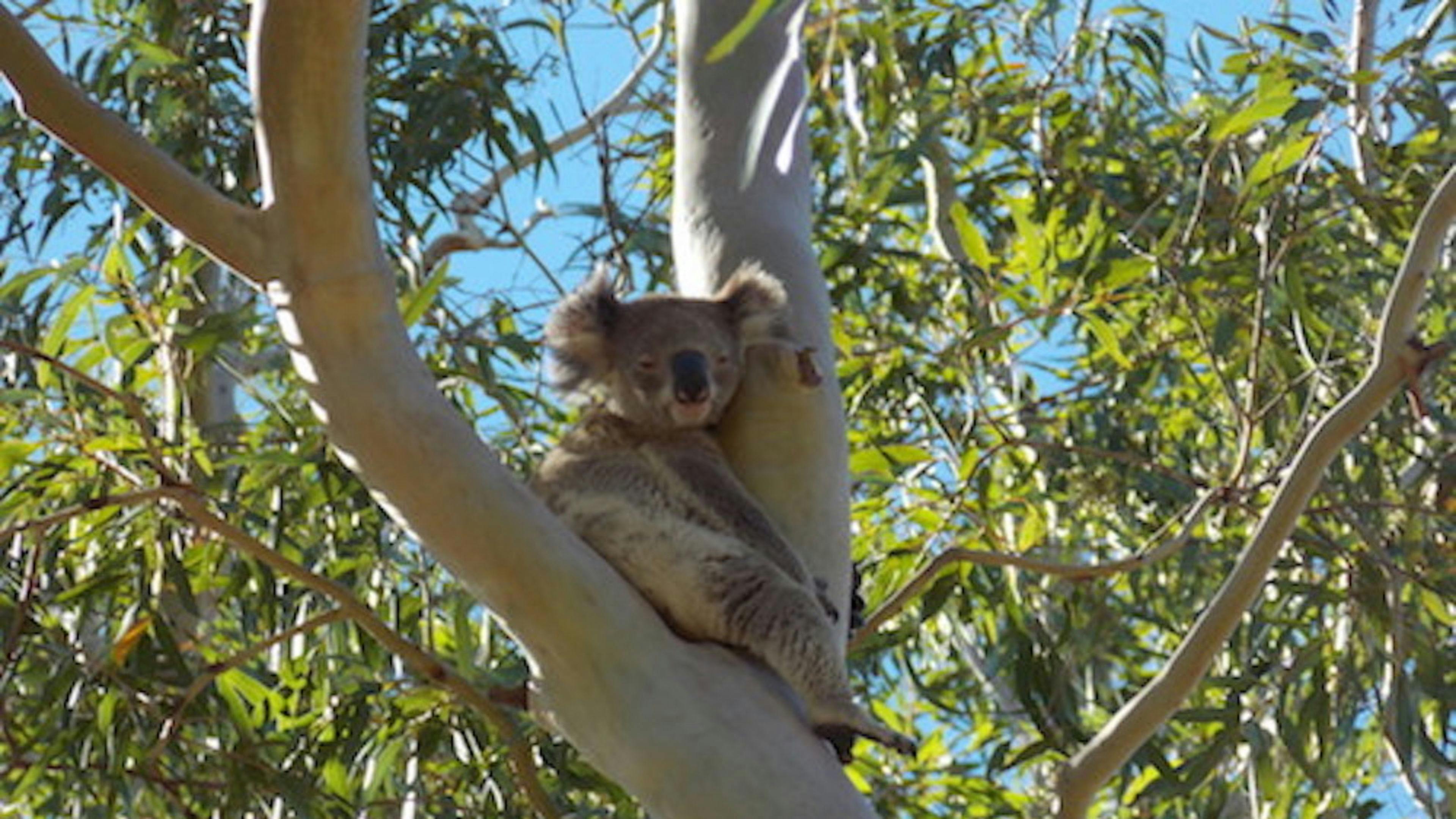 Only if you're lucky!