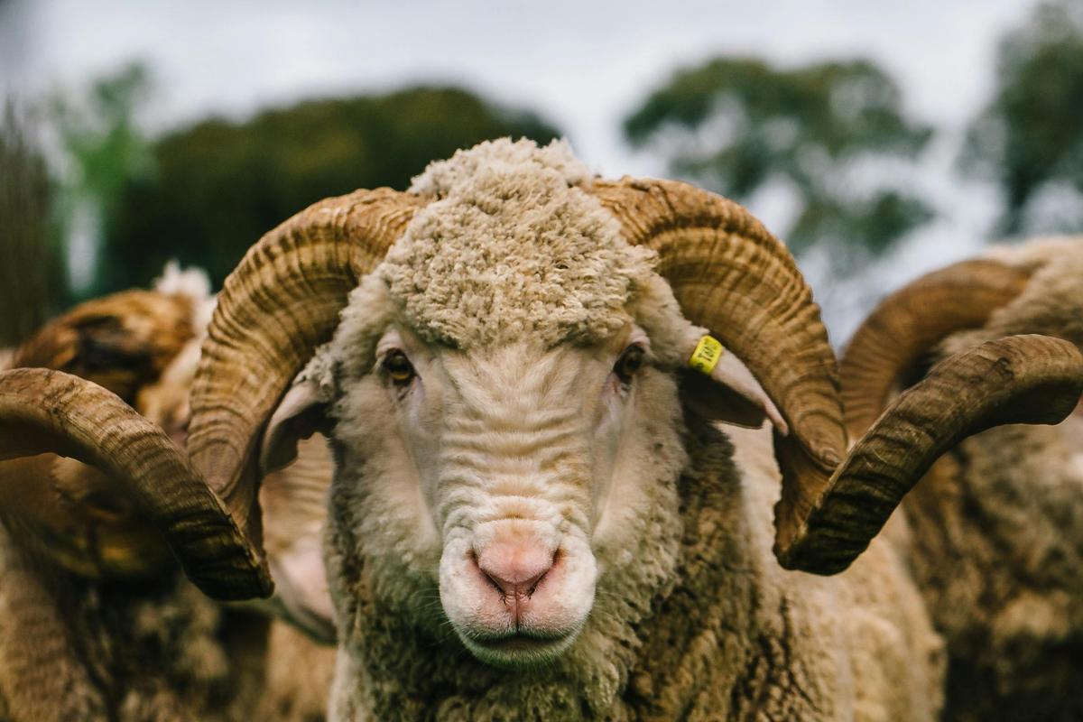 Merino Ram