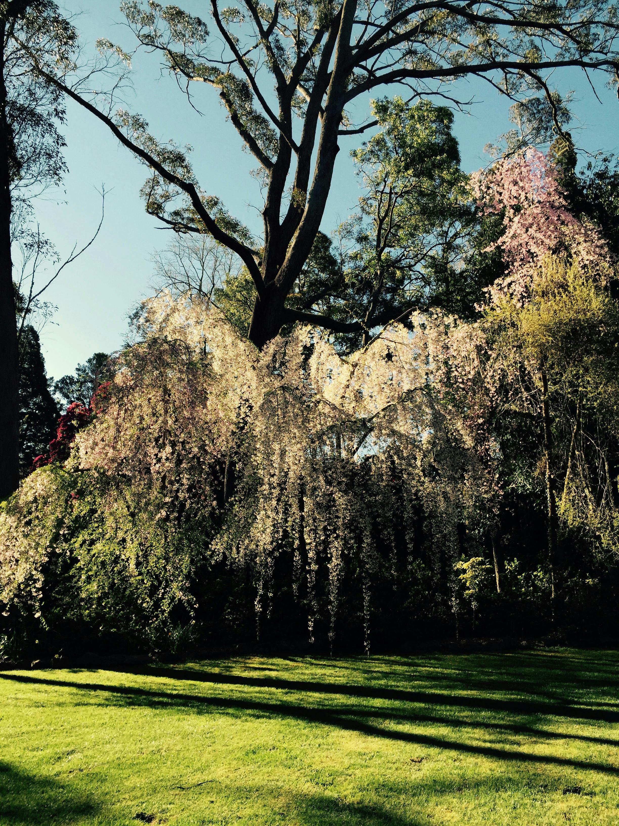 Gardens at Cherry Cottage
