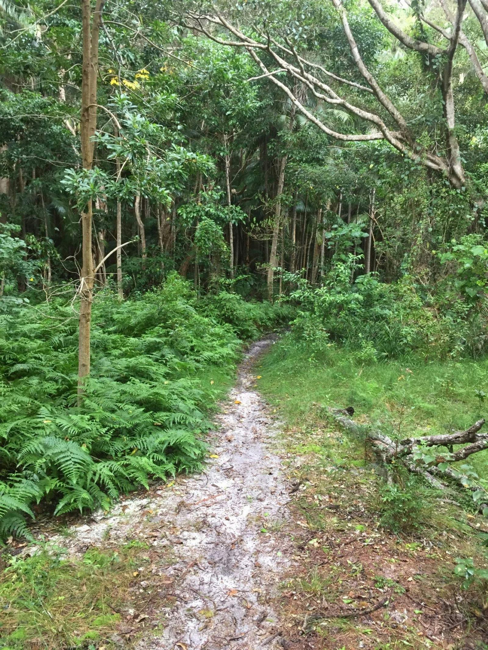 East Ballina Massacre Site bush track