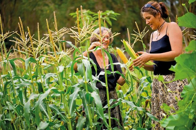 Djanbung Permaculture Gardens