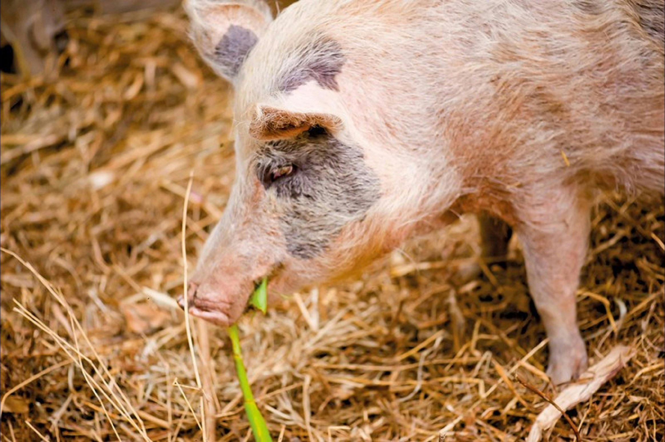 Djanbung Permaculture Gardens