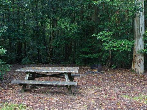 Coombadjha Campground, Washpool National Park. Photo: Rob Cleary/DPIE