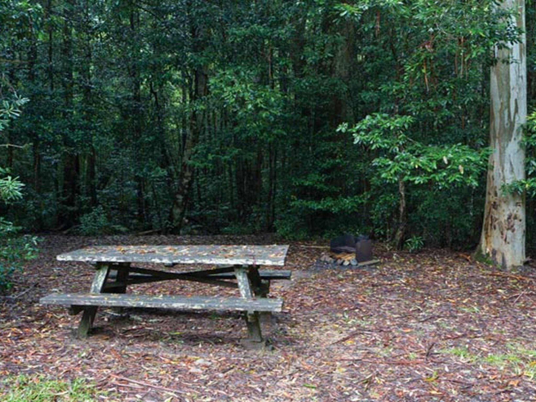 Coombadjha Campground, Washpool National Park. Photo: Rob Cleary/DPIE