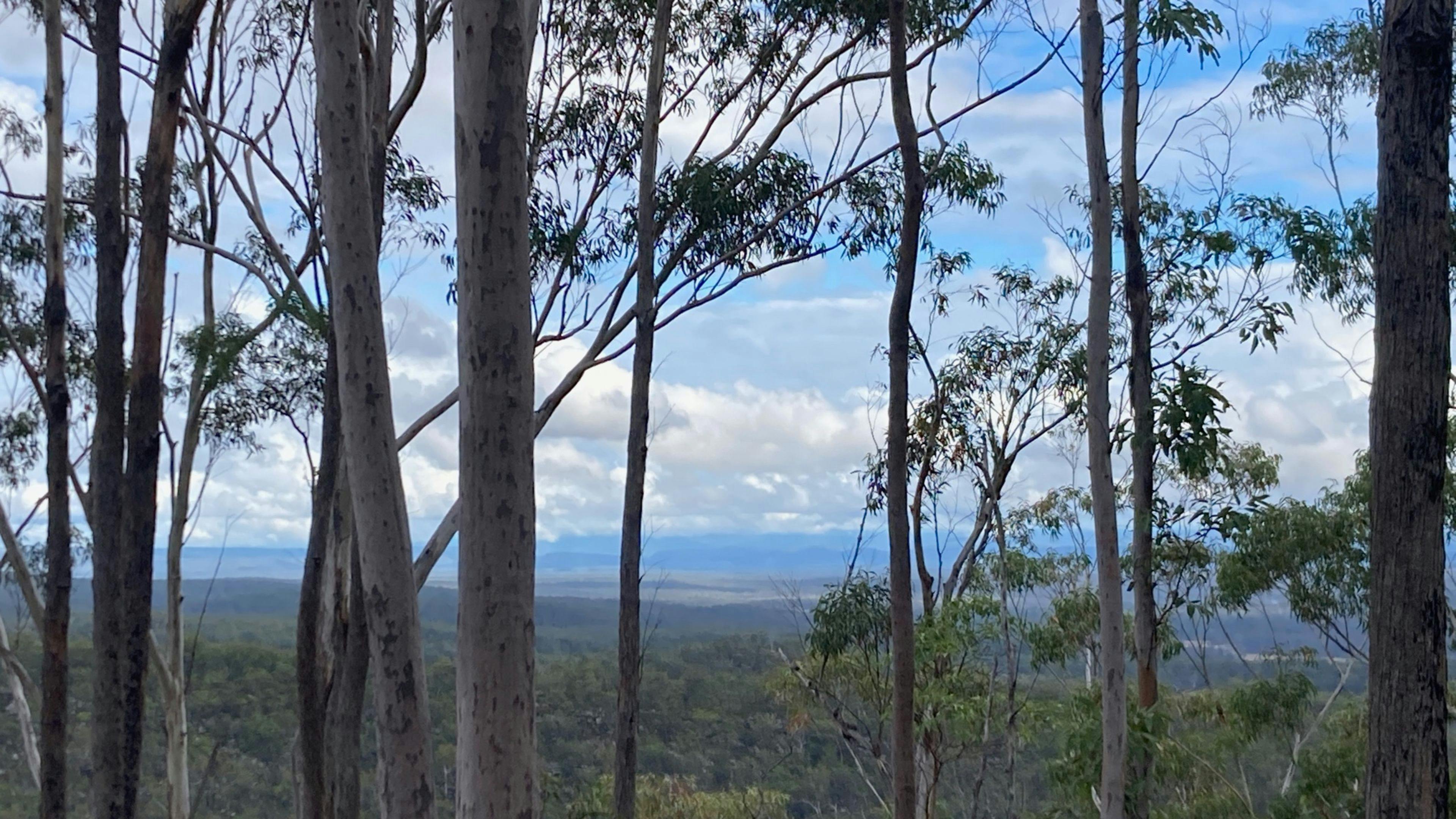 Dreamadua Forest Camp