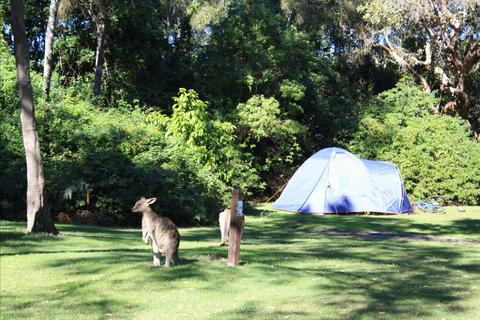 Unpowered Site at Discovery Parks - Emerald Beach