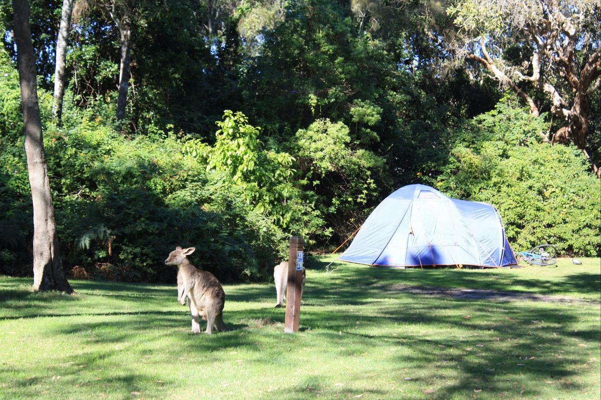 Unpowered Site at Discovery Parks - Emerald Beach