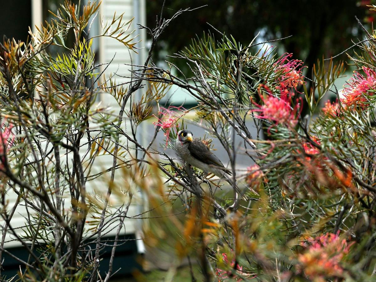 Bird life