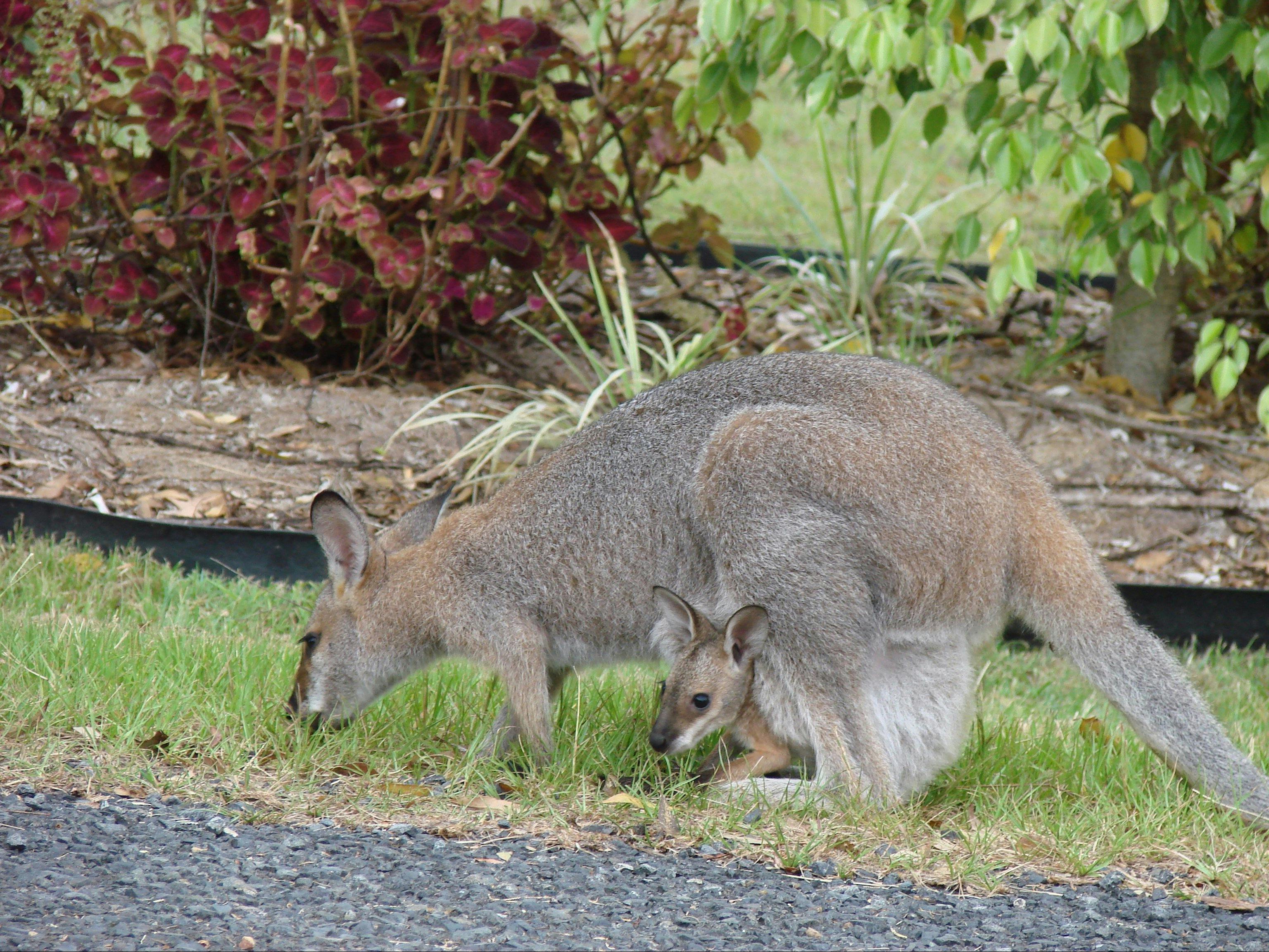Wallabies in the garden