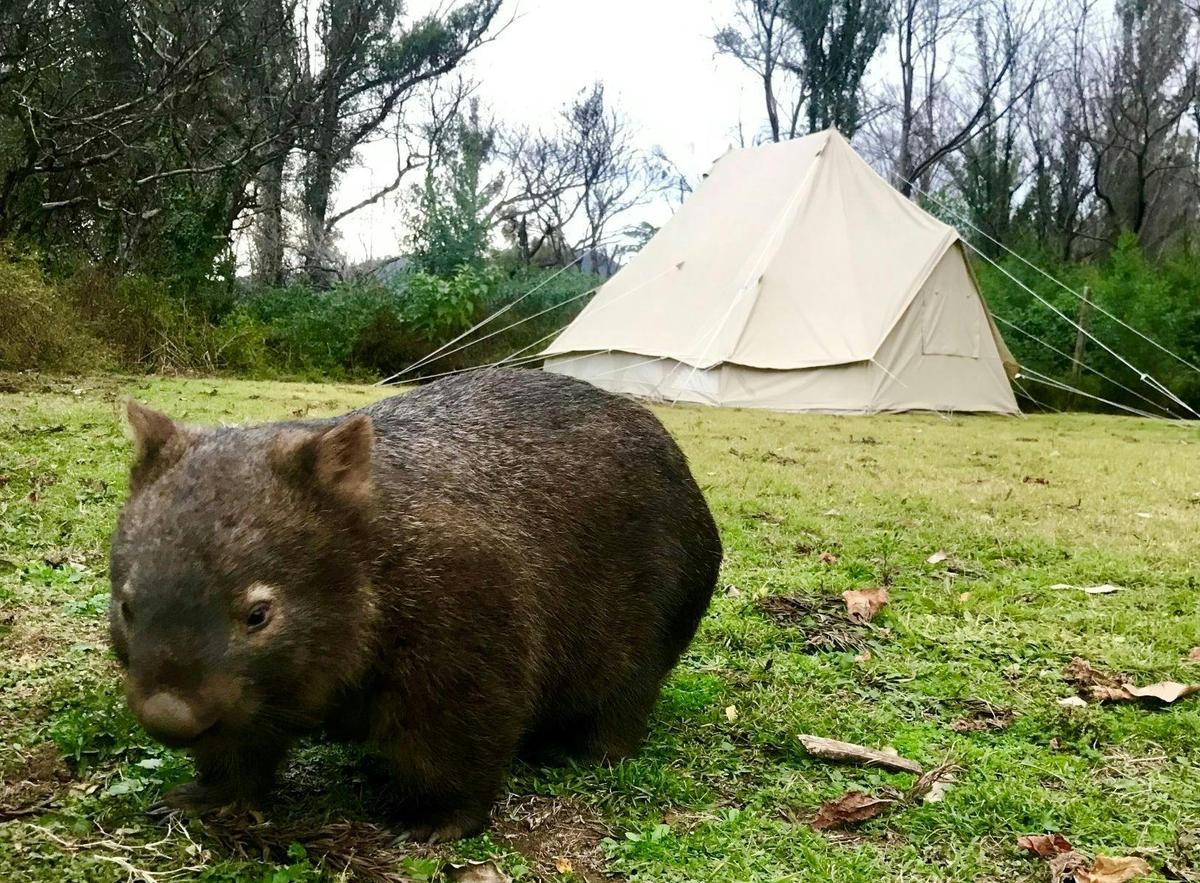 Wombats and other amazing Australian wildlife