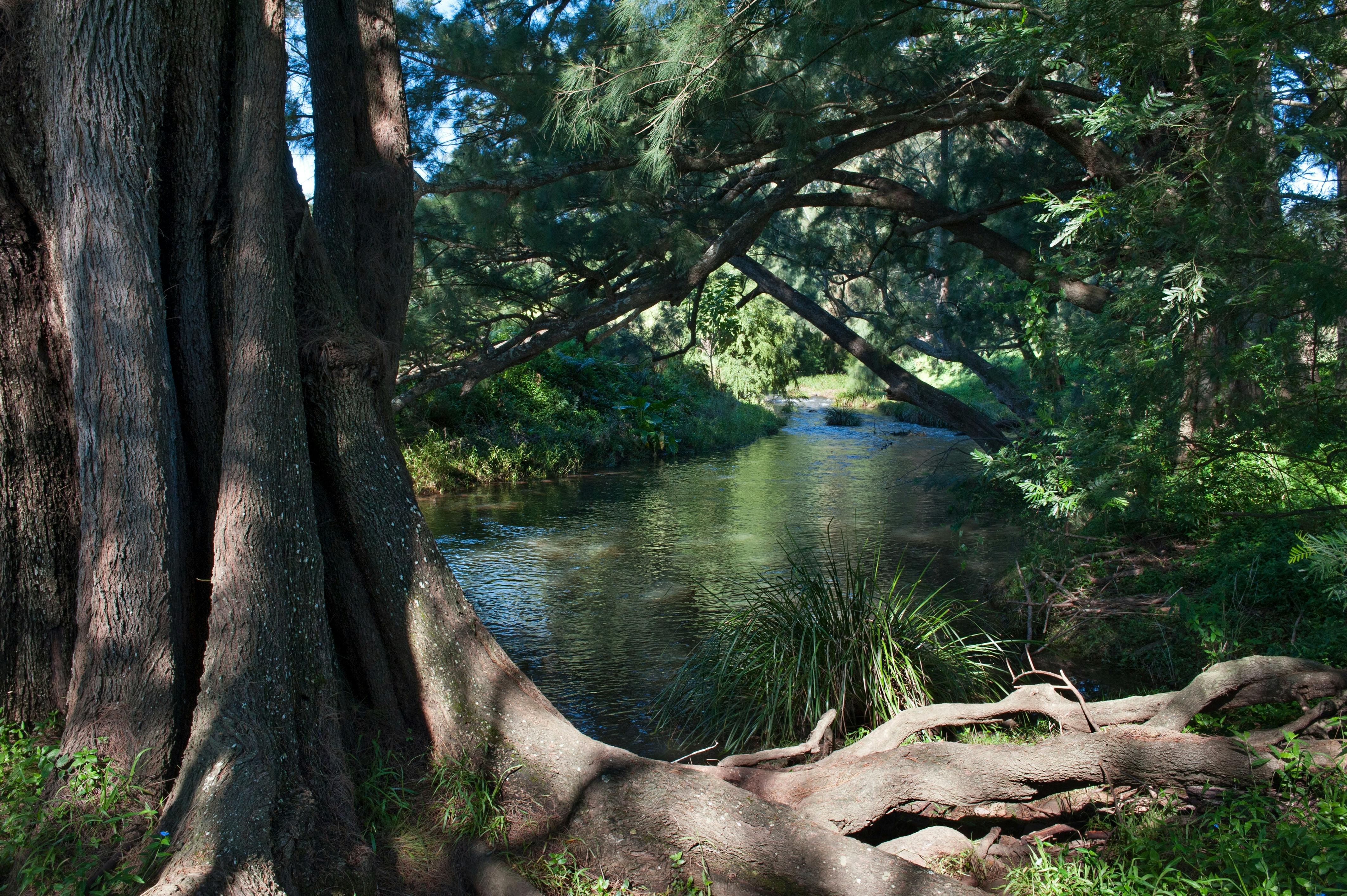 Creek running through the property