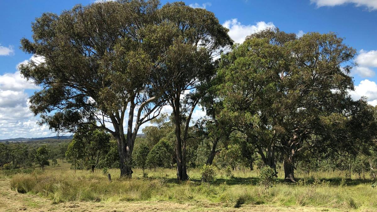 Dalmoak Bush Retreat