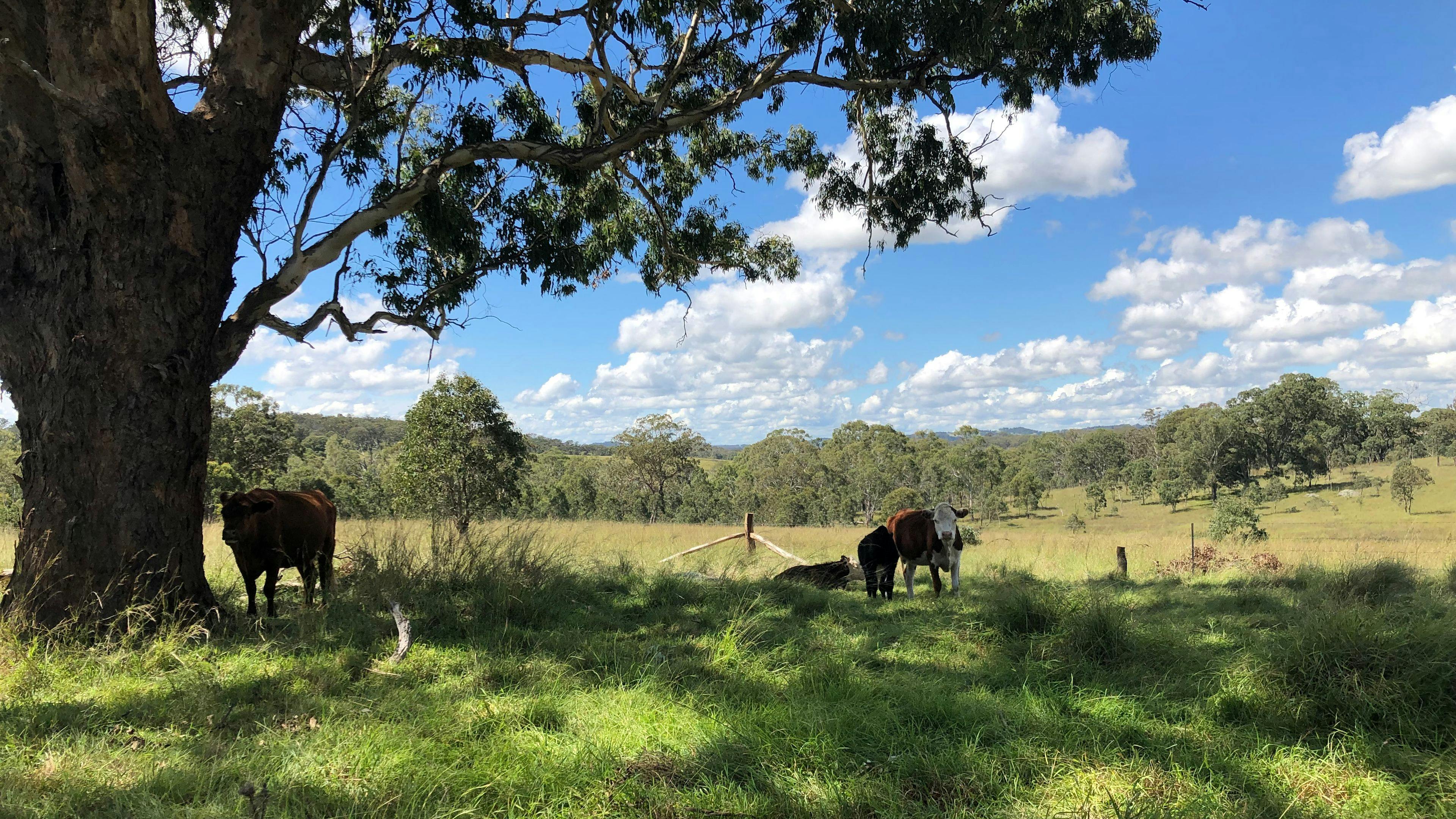 Dalmoak Bush Retreat