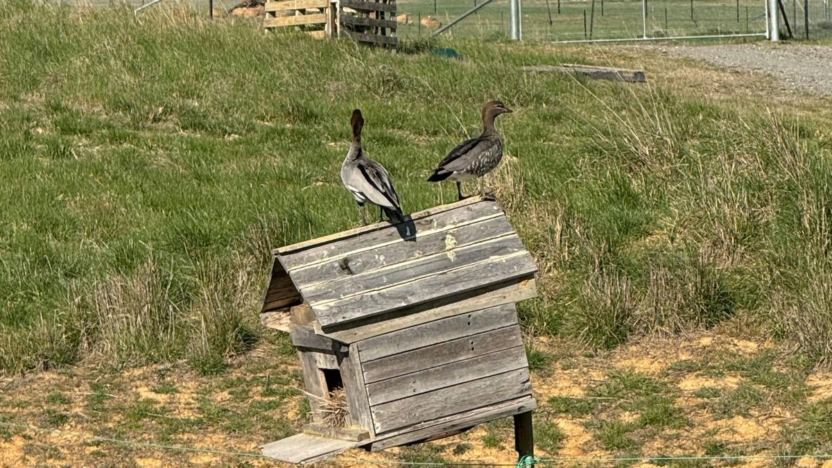 Corella Farm