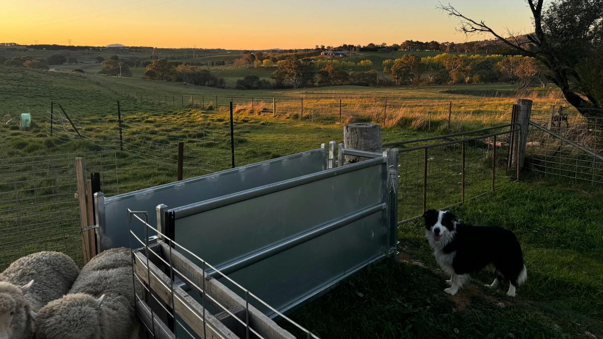 Corella Farm