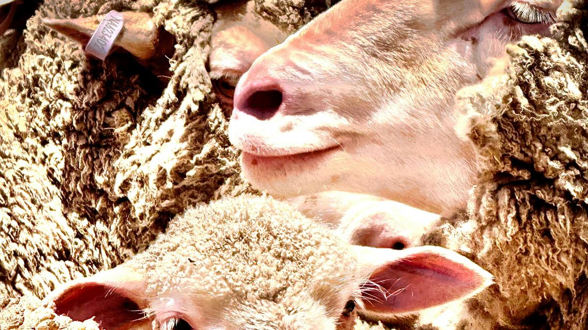 Corella Farm