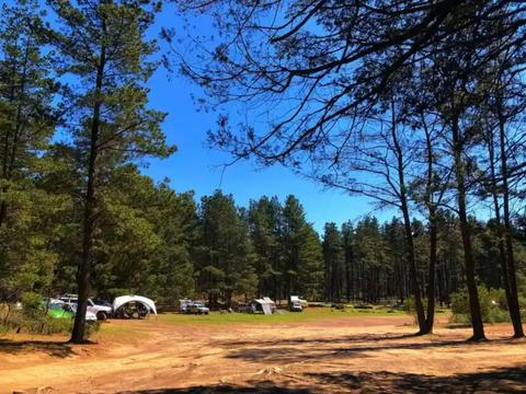 Daley's Clearing - Belanglo State Forest