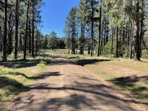 Daley's Clearing - Belanglo State Forest