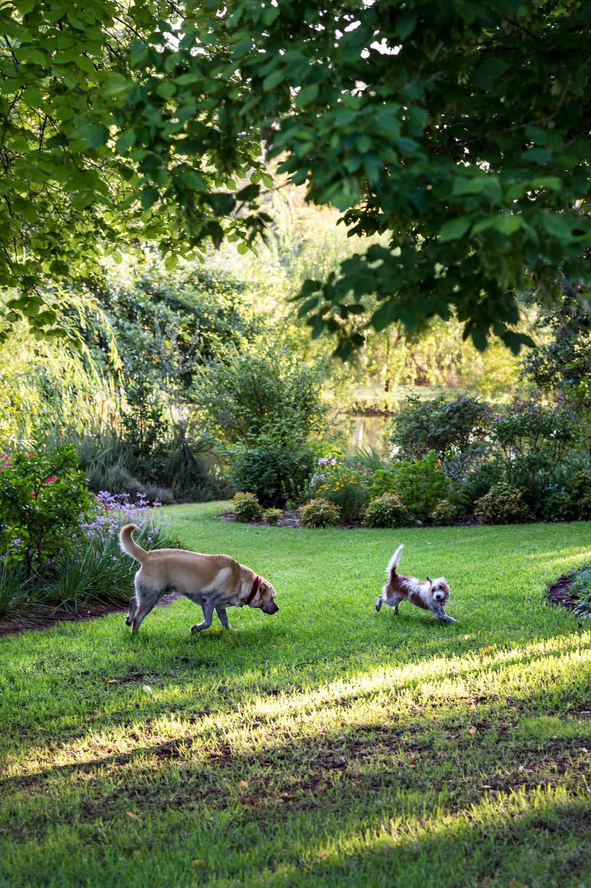 Pet Friendly Luxury Accommodation