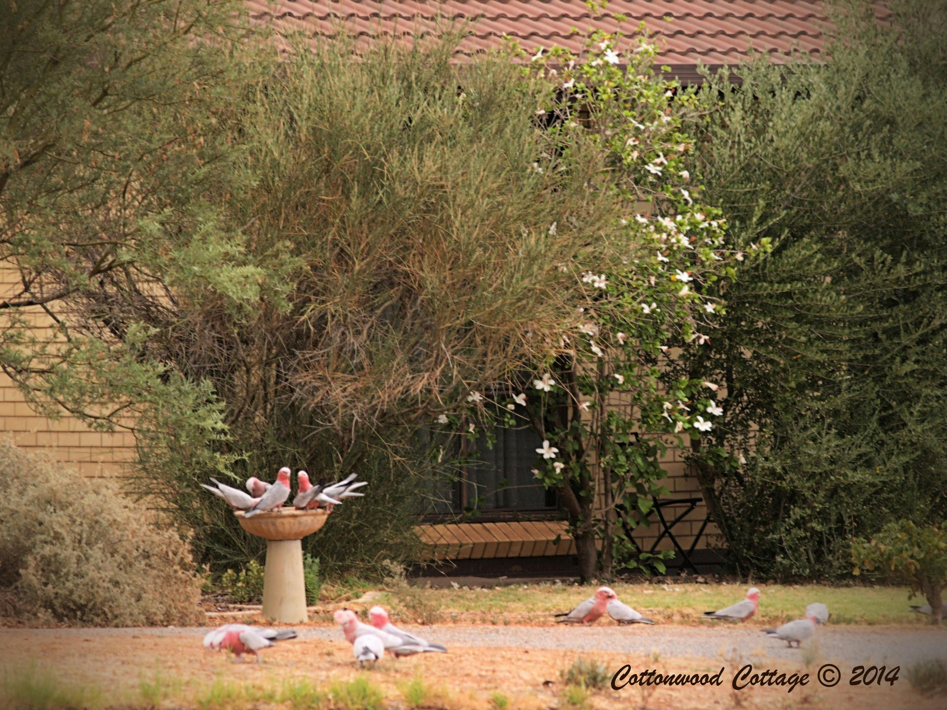 Cottonwood Cottage Holiday & Corporate Accommodation Broken Hill