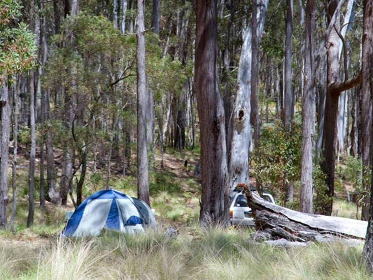 Coxs Creek campground, Coolah Tops National Park. Photo: Nick Cubbins/NSW Government