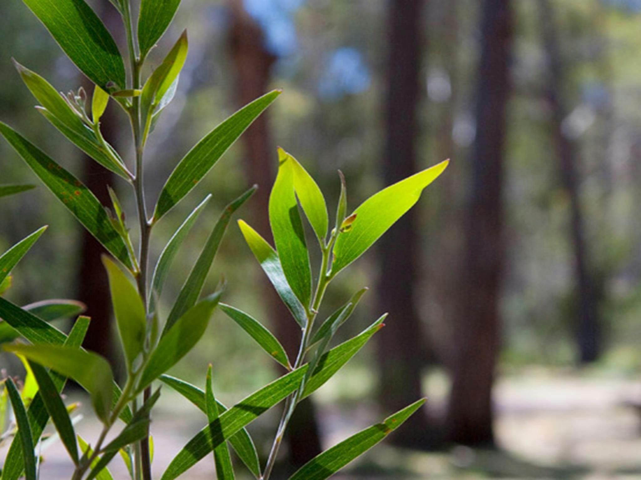Coxs Creek campground, Coolah Tops National Park. Photo: Nick Cubbins/NSW Government