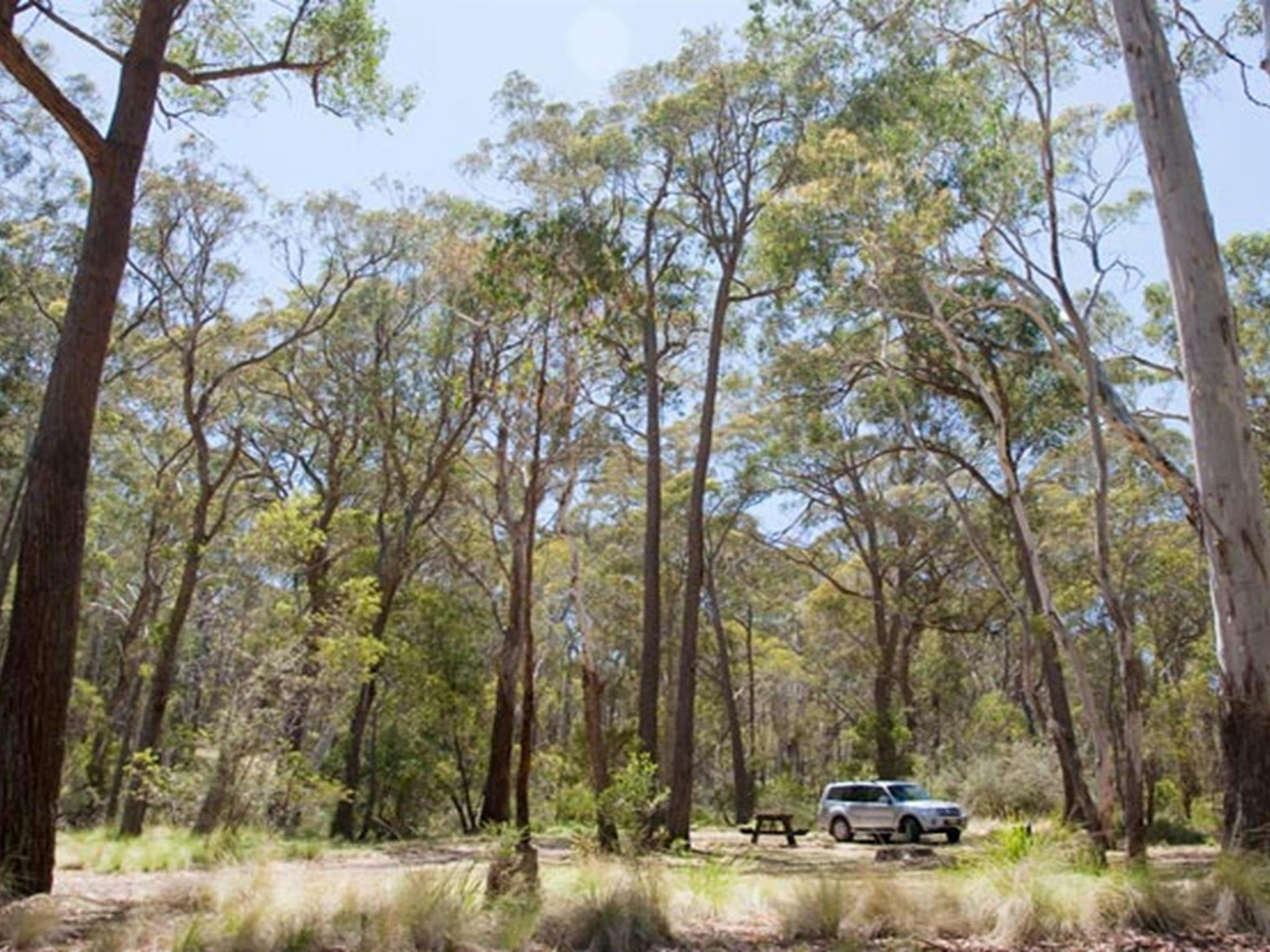 Coxs Creek campground, Coolah Tops National Park. Photo: Nick Cubbins/NSW Government