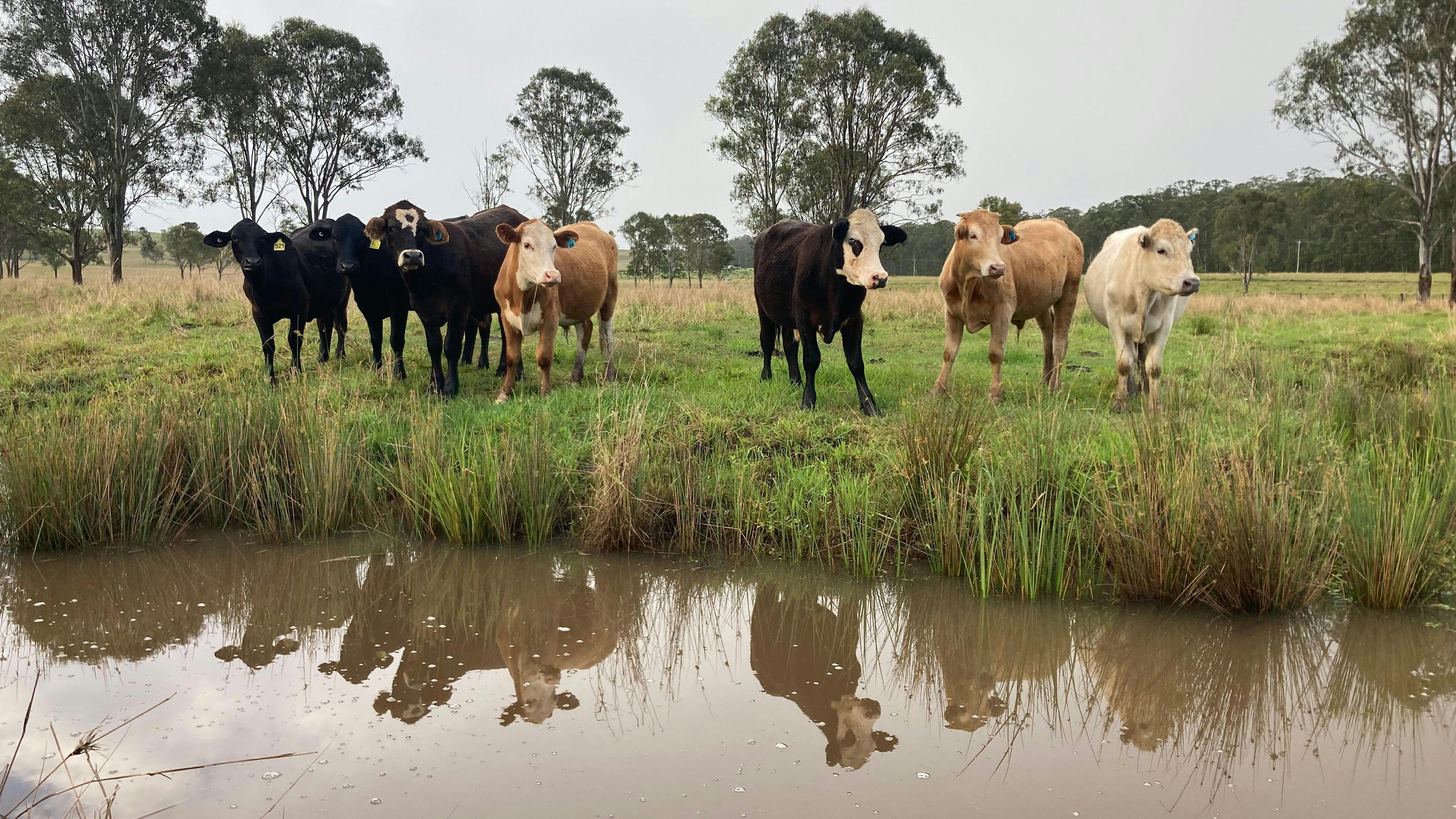 Ellangowan Equine Retreat