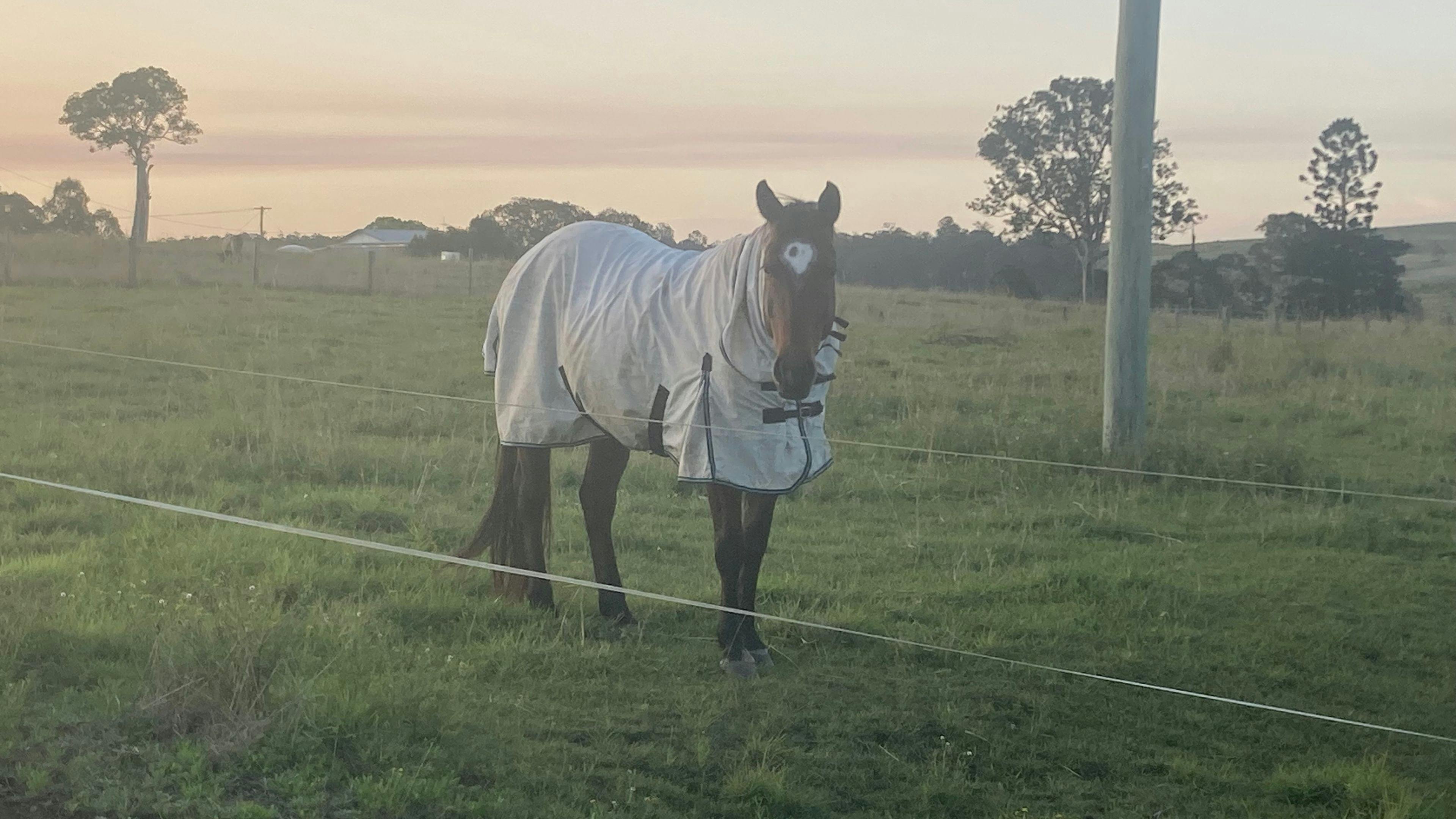 Ellangowan Equine Retreat