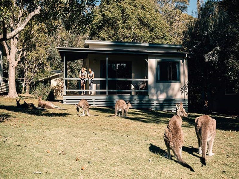 A couple watch kangaroos from their Depot Beach cabin, Murramarang National Park. Photo: Melissa Fin