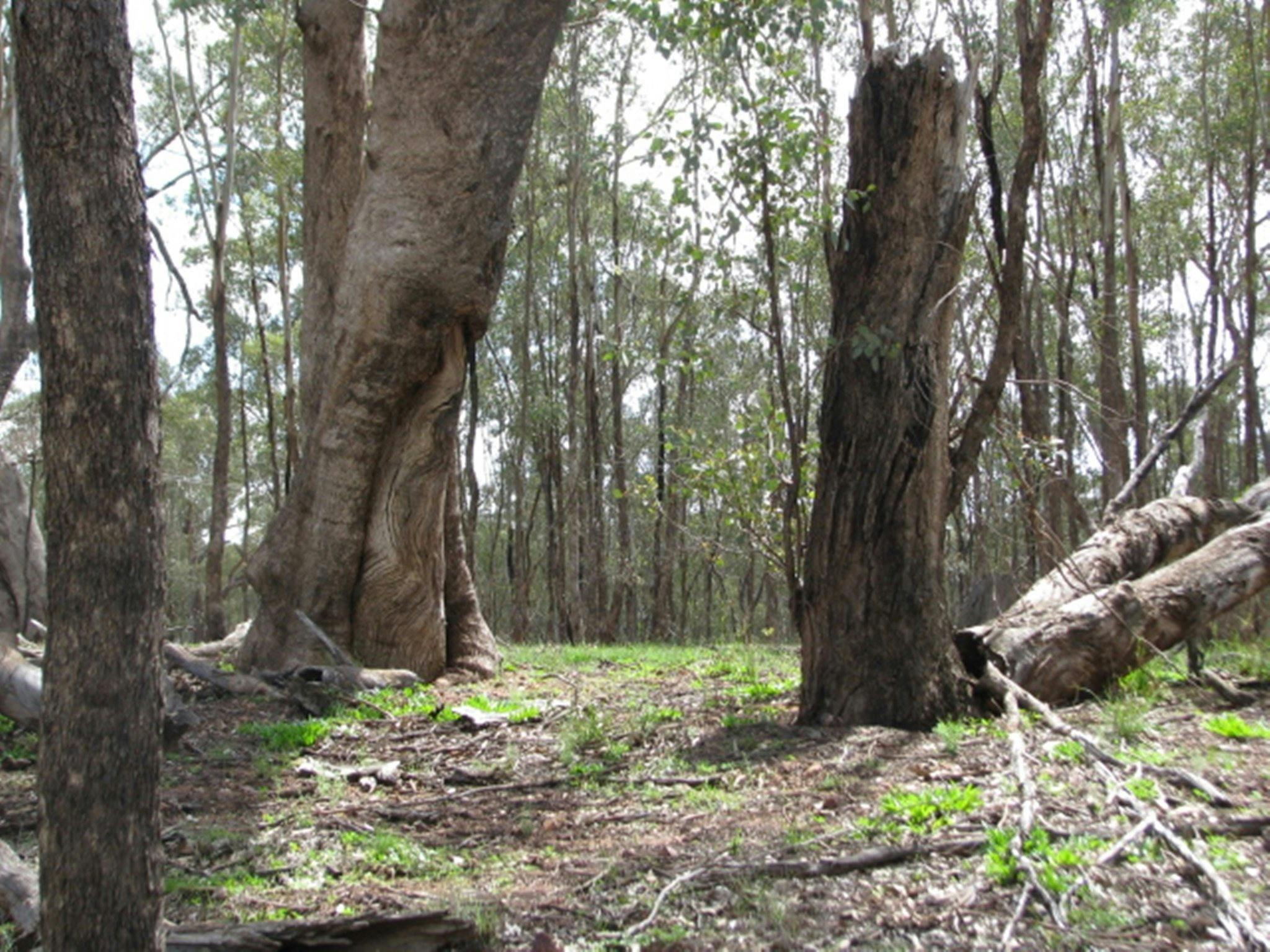 Dunedoo Woodland Learning Centre
