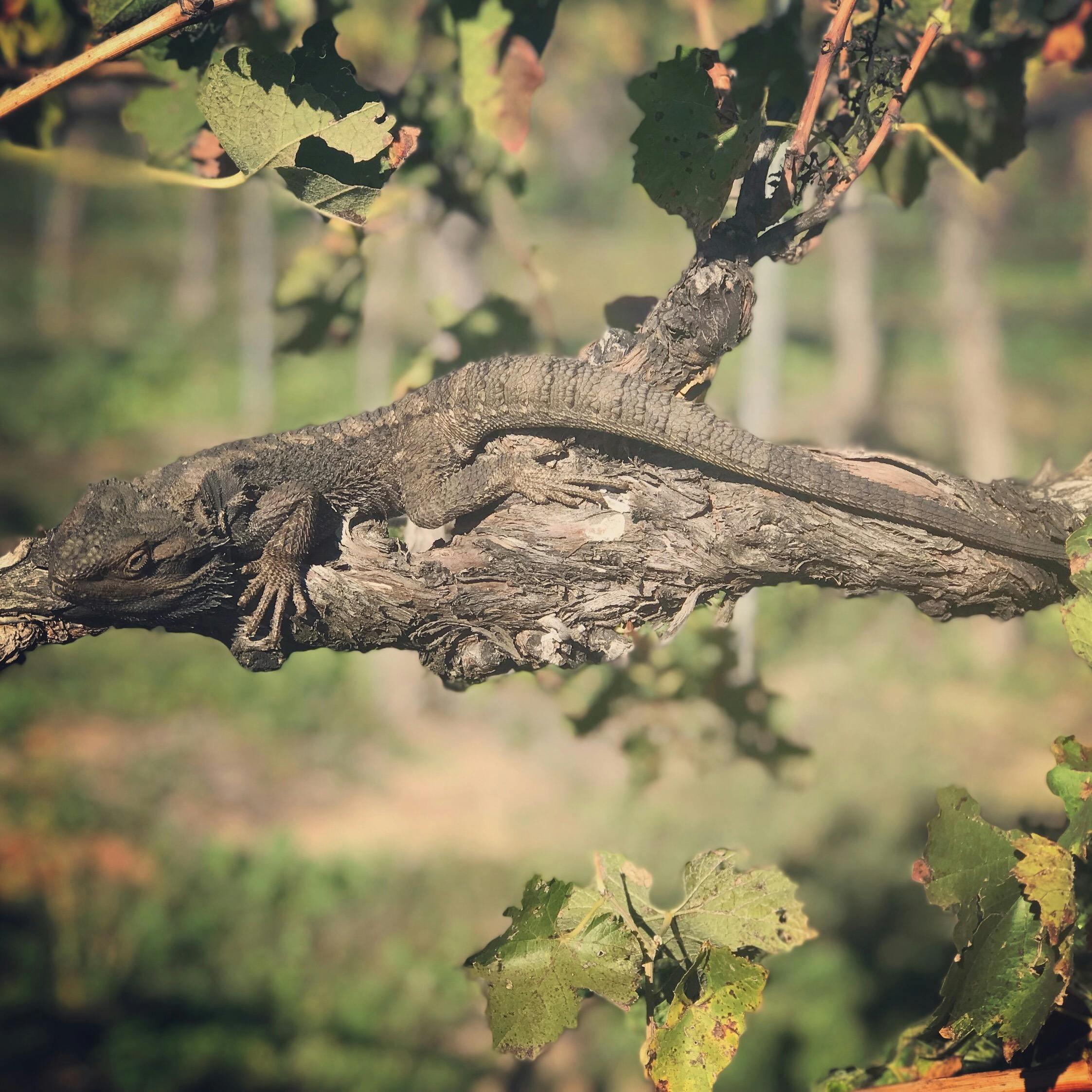 Connecting with nature in the vineyard