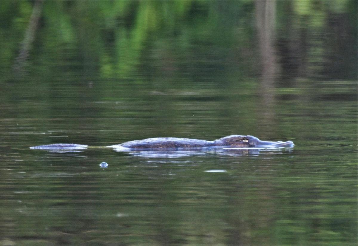 Local Platypus